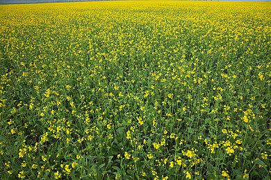 可爱小动物掐架游戏《动物派对》9月20日发售