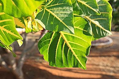 《全面战争：战锤3》元伯玩法展示 8月31日上线